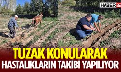 Patates Hastalık ve Zararlıları İle Etkin Mücadele