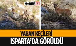 Yaban Keçileri Isparta’da Kameralara Takıldı