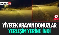 Aç Kalan Domuzlar Yerleşim Yerine İndi