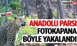 Anadolu Parsı’ndan yeni bir görüntü daha