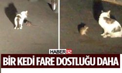 Kedi ve Fare Arasında Sıra Dışı Dostluk