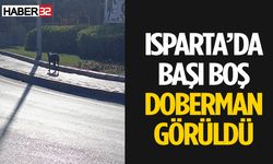 Isparta’da Başıboş Doberman Görüldü