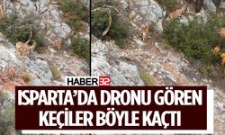 Isparta'da Yaban Keçileri Böyle Görüntülendi