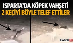 Köpek Sürüsü Keçilere Saldırdı İşte O Anlar