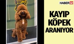 Kayıp Köpek Aranıyor