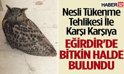 Eğirdir’de puhu kuşu bitkin halde bulundu