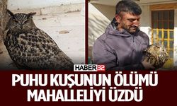 Puhu Kuşu Tedaviye Rağmen Hayatını Kaybetti