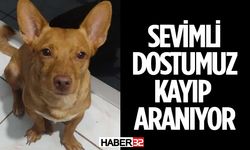 Isparta'da Kayıp Köpek Aranıyor