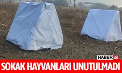 Isparta'da Sokak Hayvanları Unutulmadı