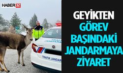 Geyik Jandarmaya Nöbet Arkadaşı Oldu