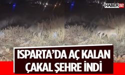 Aç Kalan Çakal Şehre İndi