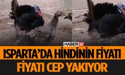 Hindiler Isparta Tavuk Pazarında Satışta