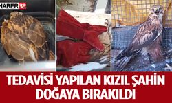 Tedavisi Yapılan Kızıl Şahin Doğaya Bırakıldı