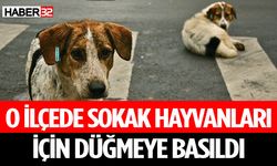 Sokak Hayvanları Kısırlaştırılacak Çalışmalar Başladı