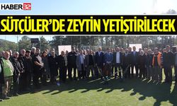 Sütçüler’de 4 Bin Adet Zeytin Fidanı Dağıtıldı