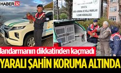 Yaralı bulunan kızıl şahin tedavi altına alındı