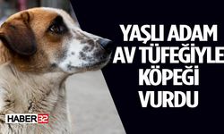 80 Yaşındaki Adam Sokak Köpeğini Tüfekle Vurdu