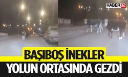 Isparta'da Trafikte Başboş İnek Krizi