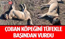 Isparta’da Çoban Köpeği Tüfekle Vurularak Öldürüldü