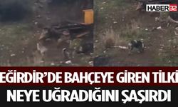 Eğirdir'de Köpek ve Tilkinin Kovalamacası