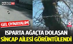 Isparta'da Sevimli Sincaplar Kameraya Yansıdı