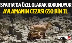 Avlanması Yasak, Cezası 650 Bin TL