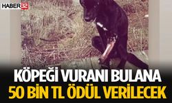 Isparta’da Köpeğe Zarar Veren Kişiyi Bulana 50 Bin TL Ödül