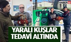 Yaralı bulunan şahinler tedavi altında