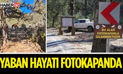 Isparta’da yaban hayatı fotokapanlarla izleniyor