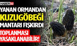 Yanan Ormandan Kuzugöbeği Mantarı Fışkırdı