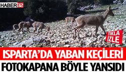 Isparta’da Yaban Keçileri Fotokapana Böyle Yansıdı