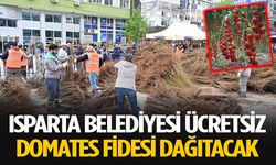 Isparta Belediyesi Domates Fidesi Dağıtacak
