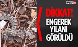 Piknikte Korkutan Karşılaşma: Engerek Yılanı Panik Yarattı