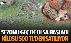 Sezonu Başladı Kilosu 500 TL’den Satılıyor
