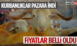 Kurbanlıklar Pazara İndi. Fiyatlar Belli Oldu.