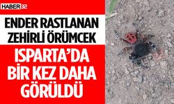 Ender Rastlanan Zehirli Örümcek Isparta’da Yeniden Ortaya Çıktı