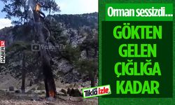 Ağaç Yıldırımın Kurbanı Oldu