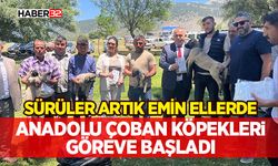 Sürüler Artık Emin Ellerde