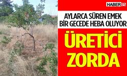 Domuzlar kayısı bahçelerine zarar veriyor