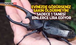 Ağrı’da nadir bulunan ve dünyanın en güçlü böceklerinden biri görüldü