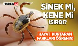 Sinek mi, Kene mi Isırdı?