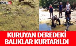 Kuruyan deredeki balıklar kurtarıldı