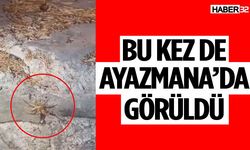 Isparta’da “Sarıkız” Paniği!