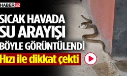 Sıcaklarla Birlikte Yılanlar da Geldi