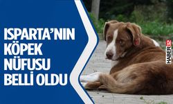 Isparta’nın köpek nüfusu belli oldu