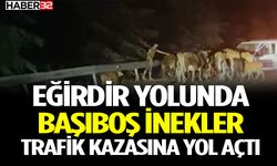 Eğirdir Yolunda Başıboş İnekler Trafik Kazasına Yol Açtı