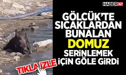 Gölcük’te Sıcaklardan Bunalan Domuz Serinlemek İçin Göle Girdi