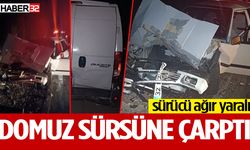 Domuz sürüsüne çarptı: Sürücü ağır yaralı