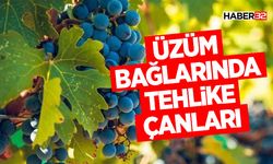Üzüm Bağlarında Tehlike Çanları