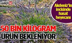 Davraz Şimdi Lavanta Kokuyor: Hasat Heyecanı Başladı